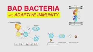 Bad Bacteria and Adaptive Immunity