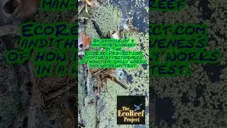 EcoReefs & The New Guardians Of Our Shores & Waterways #shorts