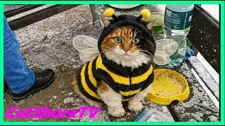 Help the Stray Bee with a Like 🔥