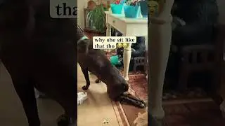 🐶 The Funniest Dog Positions | Top Goofy Moments Compilation | Cute Furry Fails
