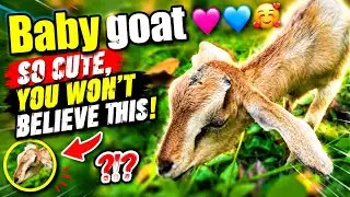 little goat eating leaves #goatsofinstagram #animals #cute #funny #subscribe #babygoats