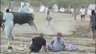 Bull bull fight Al qurayyah