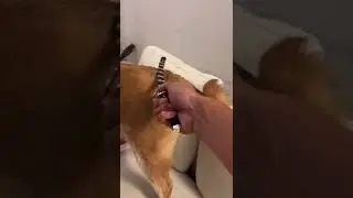 MUI Shiba Tail 2