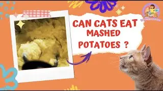 Is It Safe For Cats To Eat Mashed Potatoes? - Common Myths & The Truth. #cats #petnutritionplanet