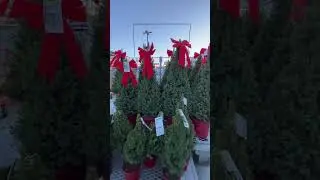 BUYING A CHRISTMAS TREE