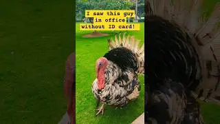 On questioning him he started running away. #trending #turkey #office #funny #animals #viral