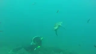 Local goes scuba diving in Ecuador
