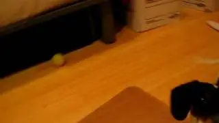 rudy and deedle dude parrot toy