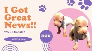 I Got Great News!! #dogs #puppy #happy #fun #pets #boxer #life #doglife #love 