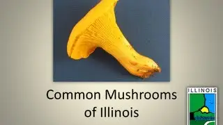 Common Mushrooms of Illinois