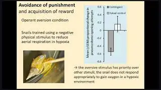 The Science of Animal Sentience: Could snails be sentient? by Sarah Dalesman