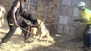 German Shepherd Attack Training in Kenya: A Masterclass