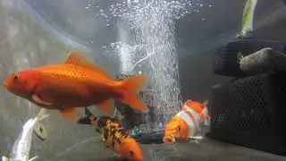 Relax to 17 minutes of KOI fish (and three goldfish too)