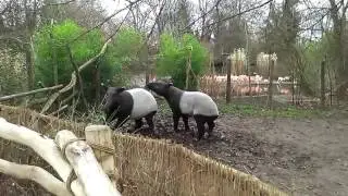 Malayan tapir sounds