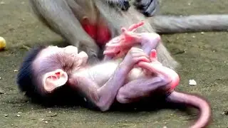 Cute Tiny Baby Monkey Looks Very Nice With Mommy