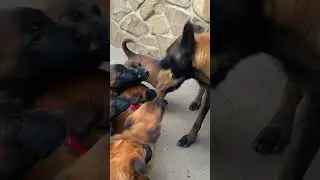 Malinois Mom Correcting Bad Behavior in Puppies