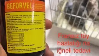 BEFORVELİN KUŞLARDA KULLANIMI FRANSIZ TÜYHASTALIĞI VE TÜM TÜY HASTALIKLARI İĞNELİ TEDAVİ KESİN SONUÇ