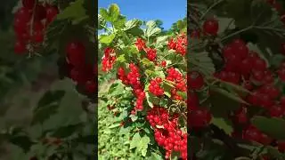 🍒 Bring a Burst of flavor to your garden with Red Currants!
