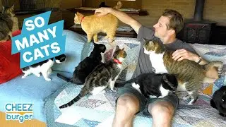 This Crazy Cat Lady Lives With 1100 Cats