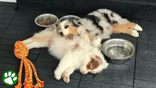 Aussie brothers inseparable since birth