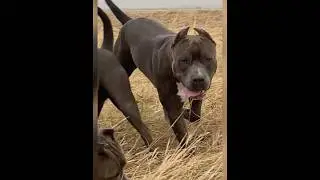 🔥Хан IZ DOMA ERDLE 1 год 3 месяца 🔥есть щенки 89832559236❤️ #amstaff #puppy #щенки #питомник
