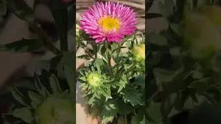 #shortsindia #short #flowers  #chinaaster #pink  #terracegarden #homesweethome #fyp #viral #trending
