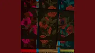 528 Daffodils
