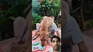 Настоящая дружба не знает слов 🐒🤝🐶