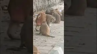 monkey's funny video # monkey comedy videos funny laughing # #funnymonkey