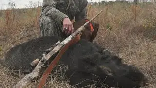 National Park Service rolls out new service to catch feral hogs in The Big Thicket