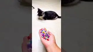 Cat Beads 🐈👑Reverse video #marblebeadsandrun #cat #catvideos