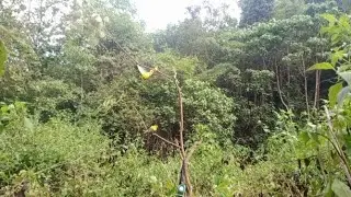 🔴MIKAT BURUNG KEPODANG EMAS SULAWESI || PART SATU
