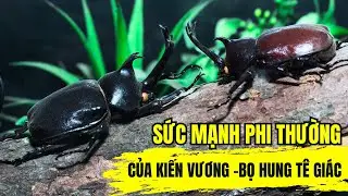 Sức mạnh phi thường của Kiến vương - Bọ hung t&ecirc; gi&aacute;c | Kh&aacute;m ph&aacute; thế giới động vật mu&ocirc;n lo&agrave;i kỳ th&uacute;