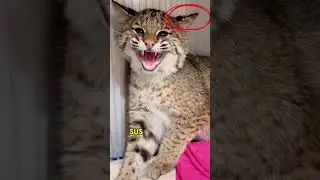 The family cat showed up with a frozen kitten#animals #Friendship #Us#Bobcat