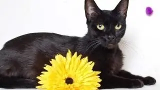 PROTOCOLS  CAT FEEDING & KENNEL CLEANING