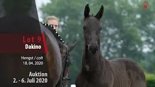 Online Auktion 2. - 6. Juli: Lot 9 Dakino Hengst v. Dominator Z - Aquilino