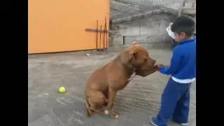 Pitbull mata a un ni&ntilde;o lo mata pero de obediencia lo ama AOKY PatrickForLife