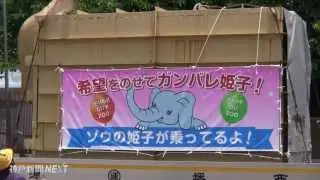 ゾウの「姫子」が
