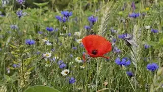 Werken aan een bloemenveld