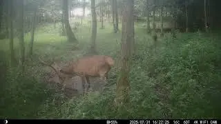 Bandyta ,  nagrania z fotopułapek 2025 .