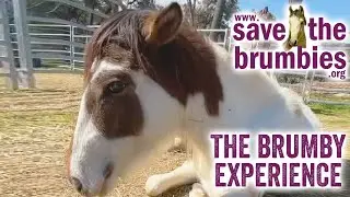 🐴 🐎 The Brumby Experience 🐴 🐎 New England Brumby Sanctuary