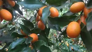 Нагамі кумкват