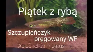 435. Szczupieńczyk pręgowany WF (forma dzika)