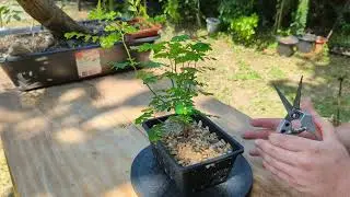 Mascarene Island Leaf Flower Bonsai (Phyllanthus tenellus) Feb. 2025