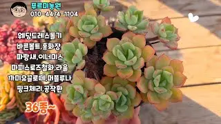 26년1월20일(화)오후❤️ 앵콜영상😀36종~감사합니다 ~😍♡#succulent plants #多肉植物#다육식물 #예쁜다육식물 #한파 