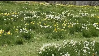 Flowers near peak bloom at Daffodil Meadow in Mill Creek Park