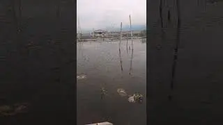 spot andalan rawa pening #fishing #mancing #mancingikan #mancingmania #mancingliar
