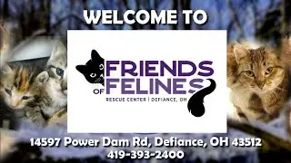 Friends of Felines Rescue Center (FFRC)