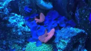 In Wall Reef Aquarium with DIY live rock. 11/24/15