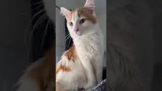 Who owns this fluffy tail? #cat #suncats #cutecats #kitten #snuggly #cuteanimals #cute